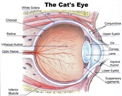 Cat Eyes (Sense of Sight) - Cool Facts About Cats (Anatomy of Cats Senses)